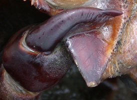 Atlantic Horseshoecrab